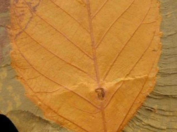 60 million year old fossil leaf