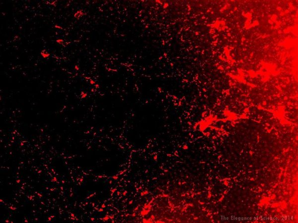 magnification of human tissue