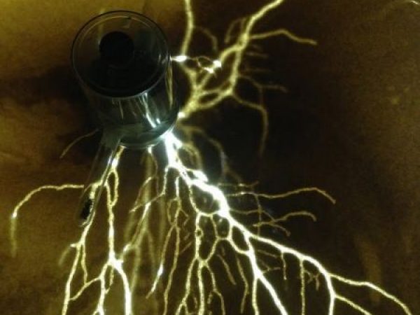 subterranean tunneling pattern of fire ants