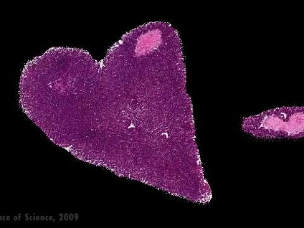 Incorrectly oriented section of mouse tissue