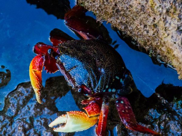 Sally Lightfoot Crab