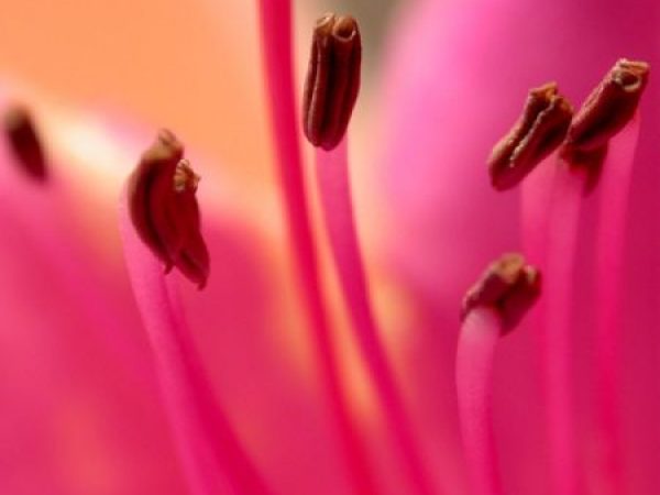Anthers of Rhododendron