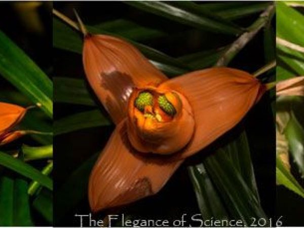 tropical flower blossoming