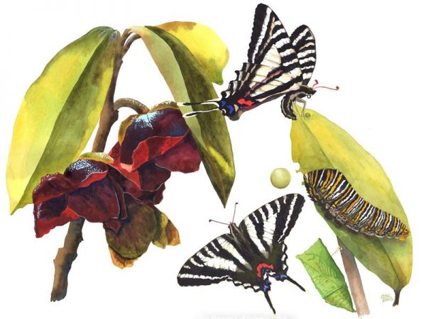 Illustration of Zebra Swallowtail life cycle