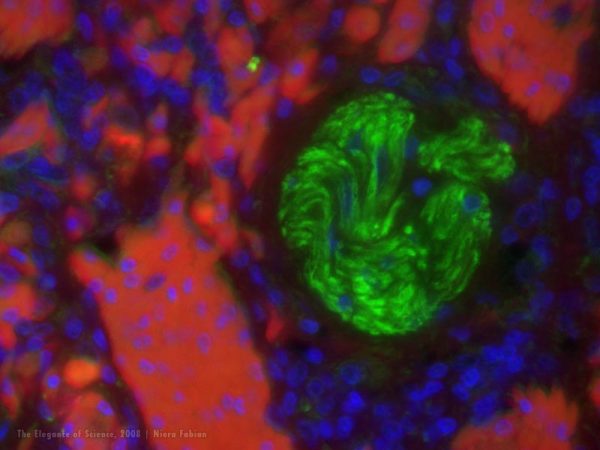 magnification of alligator tissue