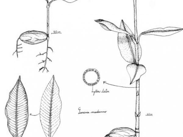 tropical tree illustration