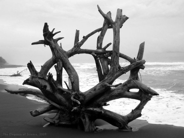 tree driftwood on a beach