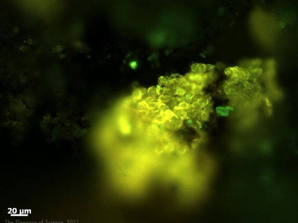 Fossil pollen magnification