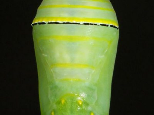 pupa of the monarch butterfly