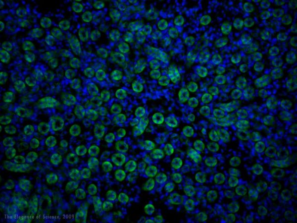 magnified mouse kidney tissue