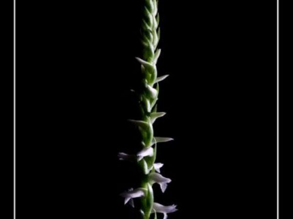 long spiral of orchid flower