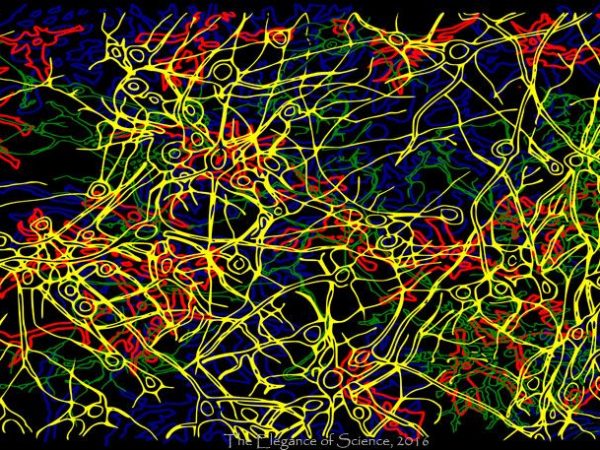 illustration of brain cells
