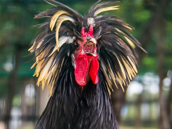 elaborately feathered chicken
