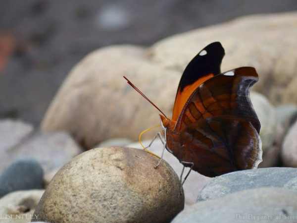 butterfly picking up minerals