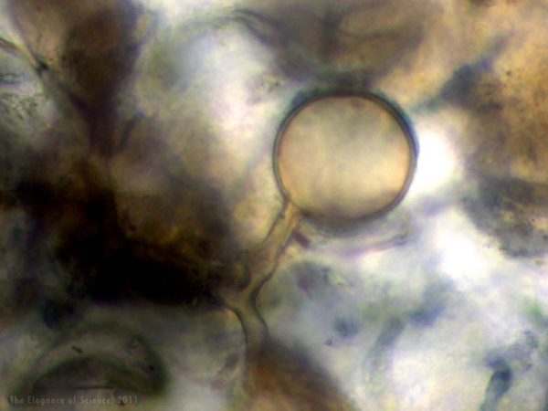 magnification of a single fungal spore