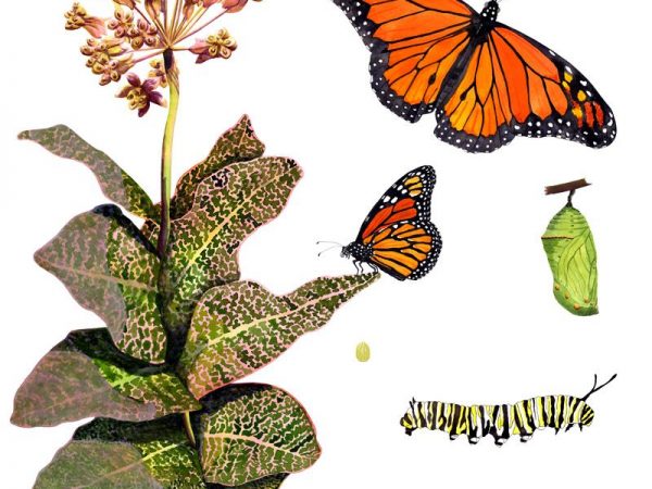 Illustration of Monarch life cycle
