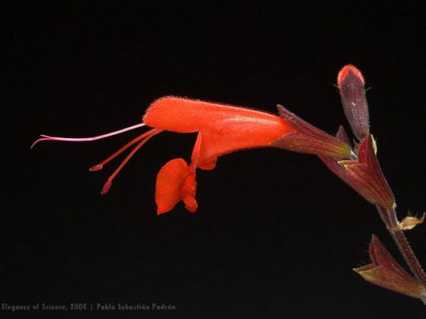 red flower of Tropical Sage