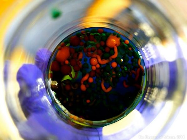 Alginate is a compound derived from algae