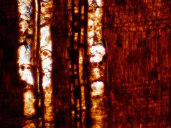 magnified fossil wood