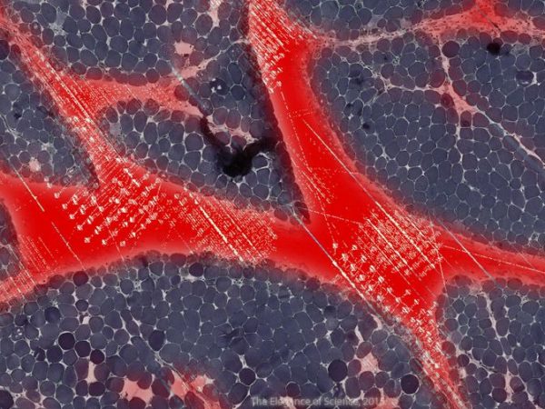 magnified dog muscle tissue