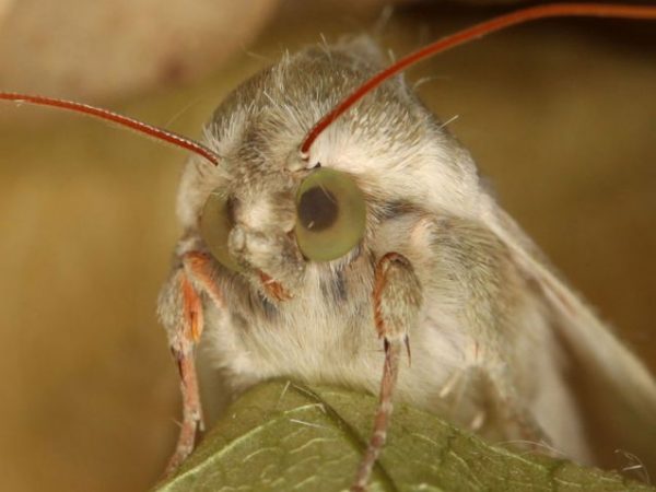 The compound eyes of a moth
