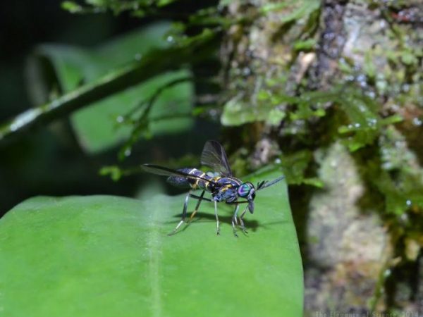 a type of fly that mimics the appearance of a more dangerous wasp
