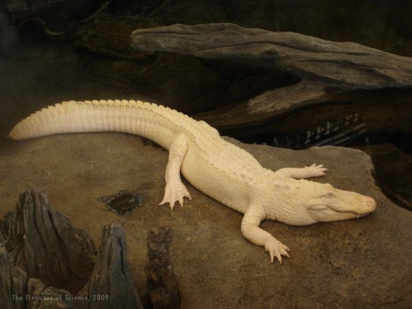 albino American alligator