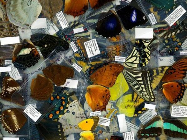 butterfly wings from specimens