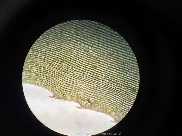 magnified leaf edge