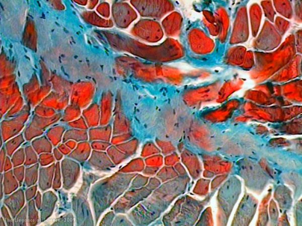 magnification of tissue of snake cloaca