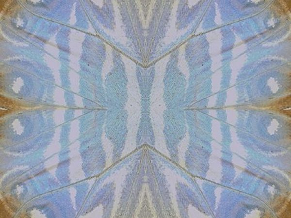 fractal image of a butterfly wing