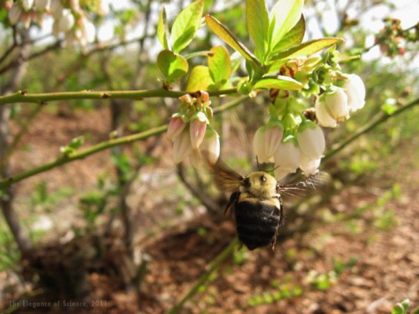 Bumble bee flying to white flowers
