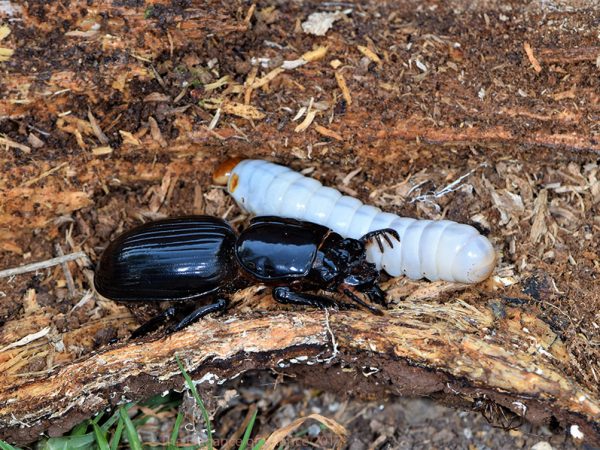 Family by Oliver Keller: Many species in the bess beetle family Passalidae exhibit subsocial behaviors in which they excavate tunnels in rotten wood to raise their larvae. Research has shown that they not only display investigative, aggressive, submissive, and neutral behavior, but also can produce sounds to relay different behavioral contexts. Some species have up to 14 different signals associated with different behaviors, which is most for any known arthropods. The larvae can also convey to their parents that they need to be fed. While in Guatemala I came across this large Proculus mniszechi female (about 2.5 inches) with one of her large offspring. Both were giving off distress signals which could clearly be heard and conveyed their discomfort of being photographed.