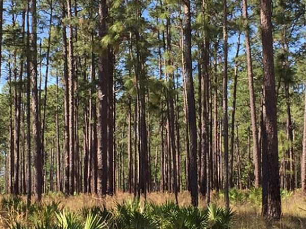 Austin Cary Forest Layers by Angela Skrivanek: This image was taken in the Austin Cary Forest, owned by the University of Florida, while on a Forests for the Future class field trip. This land covers many acres and provides a great way to demonstrate forest management practices to students. This image shows the many layers of a forest from the Canopy and Understory, to the Forest Floor. Here, one observes grasses, fan palms, as well as towering Pine trees. Closer examination of the lower portion of the Pines reflects a controlled burn, a management technique used to restore ecosystem health and provide areas for new growth.