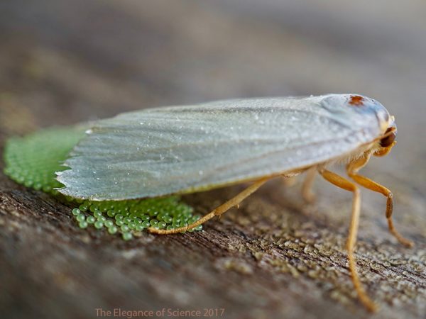 Moth-erhood by Scott Cinel: This photo was taken in August 2016 at the Wild Sumaco Research Station in the mountains of Ecuador while on a specimen collecting trip and workshop hosted by the Kawahara Lab at the Florida Museum of Natural History. This moth had been attracted the night before by our ultra-violet lamps and decided to stay for a bit while laying her eggs. This may be just one of several clutches she lays throughout her lifespan, though this can vary with by species and according to environmental pressures. For instance, the photographer, a student in the Kawahara Lab, is studying how the perception of bat predators by ultrasound-sensitive moths can lead to dramatic responses, affecting behavior and even reproductive fitness.