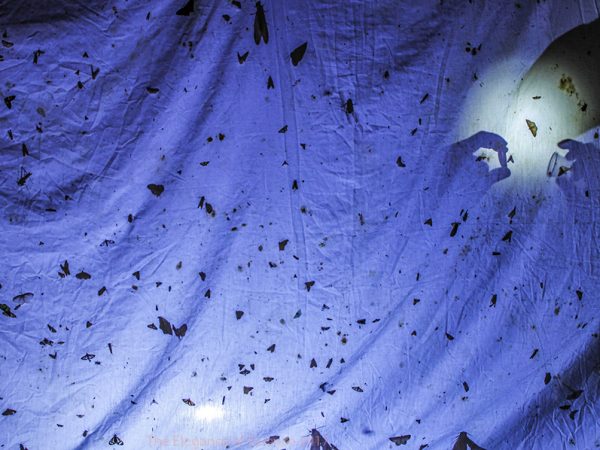 Moth shadow puppetry by Geena M. Hill: This sheet full of moths and other insects is from a biological station in Ecuador. We would watch the sheet in shifts every night, all night, to make sure we didn't miss any moths that might come crashing towards the metal halide light. This photo was taken late one night when I was attempting to capture an image of the insect diversity on the sheet, when instead I got this shadowy silhouette of hands on the other side of the sheet. The purpose of collecting these moths was to test their behaviors against bat echolocation to see how they might respond. Some moth species respond to predators in different ways; some change their flight patterns, some play dead, and some may even make ultrasonic noise to avoid getting eaten.