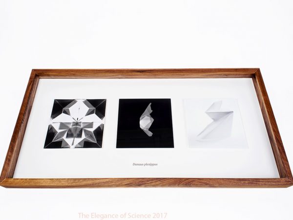 Danaus Plexipus by Joshua P Hobson: This work seeks to address the conditions and attributes of photography as well as the human tendency towards the creation of taxonomies. The desire to categorize, organize and simplify is one of the common human responses to the strange, unexplained and chaotic. This impulse has come to dominate the way we deal with new phenomena. Photography has been utilized since its invention to create and expand archival systems. Pictures transform the nameless into the named, the unwieldy into the static. Inherent in the medium is an impulse to organize. The shadow boxes are made to reference entomological displays. The display is comprised of three prints (two photograms and a photograph) and represents three modes of recording and abstracting the same form. These â€œspecimensâ€ act to reference both the state of their own creation and their material characteristics. Each element focuses on a specific stage in the birth of the whole.