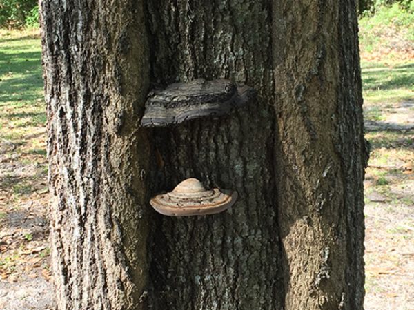 Shelf Fungus by Angela Skrivanek: I was inspired to take this image after taking Forests for the Future with Dr. Jason Smith. Dr. Smith asked students to look for trees that appeared diseased around campus, take photos of them, and try to determine what condition they were afflicted with based on external signs. I discovered this tree near the UF Physical Plant Offices with what appears to be a shelf fungus from its base to the top, and likely inside the trunk too. The fungus reminded me of the beautiful rings of Saturn or small flying saucers. The tree looked healthy except on one side where it displayed these complex structures, however, it will likely succumb to its illness as there were stumps of other trees surrounding it.