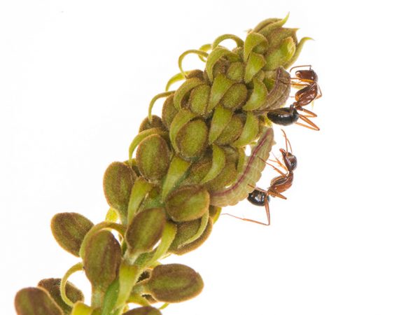 Myrmecophily by Geena Hill: Myrmecophily is a particular type of symbiosis that occurs when ants are involved in symbiotic or mutualistic relationships. A specific myrmecophilous relationship is the interaction between lycaenid butterflies and ants, where ants feed on sugary secretions from butterfly caterpillars and in return may provide a protective or physiological benefit to the butterfly. In this photo, carpenter ants are 