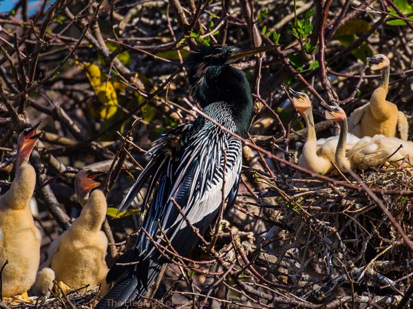 Anhinga by Derya Tansel: The anhinga (Anhinga anhinga), also known as snakebird, darter, American darter, or water turkey, is a water bird. It swims with only its head above the water. Unlike most birds, it does not produce oil to waterproof its feathers, which allows the bird to dive deep for prey but requires the bird to spread its wings to dry out after diving. You can often spot the anhinga perched on a branch with wings outstretched, drying its feathers. The fact that their feathers are less water resistant than other birds helps them to swim underwater, where they often spear fish with their long neck and sharp beak. Mating generally occurs in February with egg-laying occurring throughout the spring and early summer. Nests are built in shoreline trees 15 to 20 feet high. Photograph was taken by a Canon EOS 6D camera using EF24-400 mm f/4.5-5.6L IS II USM lens. Location: Wakodahatchee Wetlands, FL.