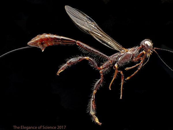 Megischus brunneus by Jonathan Bremer: This Crown of Thorns Wasp (Megischus brunneus) is a rarely seen species from South Florida and was captured near Key Largo during a research expedition. The long ovipositor of the female is used to probe into rotting wood to lay eggs into hidden beetle larvae.
