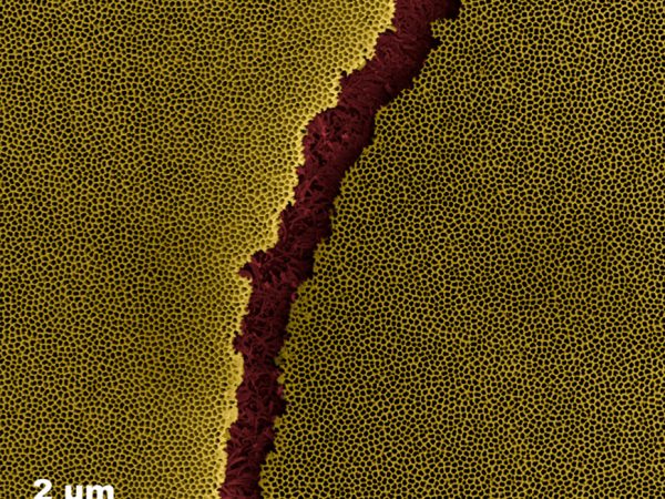 False colour SEM image of polystyrene nanowires lurking under the cracked anodized aluminum oxide thin film by Sarathy Kannan Gopalakrishnan: Anodized Aluminum oxide (AAO) is a porous material with self-organized, ordered array of pores arranged in honey comb like structure. Due to capillary action, the polystyrene coated under the AAO template, rose and dried inside the pores(the black dots) to form nanowires(the red wires).