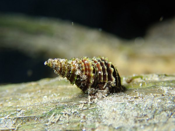Sluggish Steward by Conor MacDonnell: Pictured is the Elimia snail, considered an 
