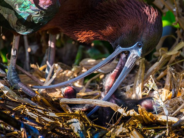 Glossy Ibis by Derya Tansel: The glossy ibis (Plegadis falcinellus) is a wading bird in the ibis family Threskiornithidae. The scientific name derives from Ancient Greek (plegados) and Latin (falcis), both meaning 