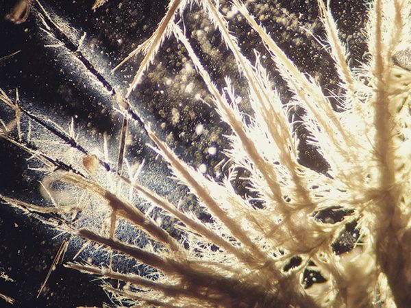 Forgotten Crystals by Kristen Solocinski: Often in lab, we need to quantify differences in a specific protein between two samples. In order to make sure we are seeing true differences in the protein we are interested in, we have to make sure that we start with the same amount of total protein. The BCA (bicinchoninic acid) assay is used to quantify total protein in a sample with a color change from green to purple (darker purple indicating more protein present). After doing this assay, I forgot to wash out the plate and the reagents evaporated and crystallized. This is an image of one of those crystals under a microscope. It serves as a reminder that you can find beauty in almost anything, you just have to look.