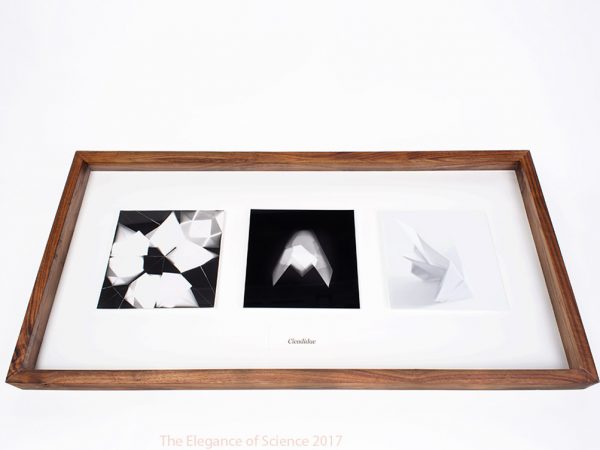 Cicadidae by Joshua P Hobson: This work seeks to address the conditions and attributes of photography as well as the human tendency towards the creation of taxonomies. The desire to categorize, organize and simplify is one of the common human responses to the strange, unexplained and chaotic. This impulse has come to dominate the way we deal with new phenomena. Photography has been utilized since its invention to create and expand archival systems. Pictures transform the nameless into the named, the unwieldy into the static. Inherent in the medium is an impulse to organize. The shadow boxes are made to reference entomological displays. The display is comprised of three prints (two photograms and a photograph) and represents three modes of recording and abstracting the same form. These specimens act to reference both the state of their own creation and their material characteristics. Each element focuses on a specific stage in the birth of the whole.