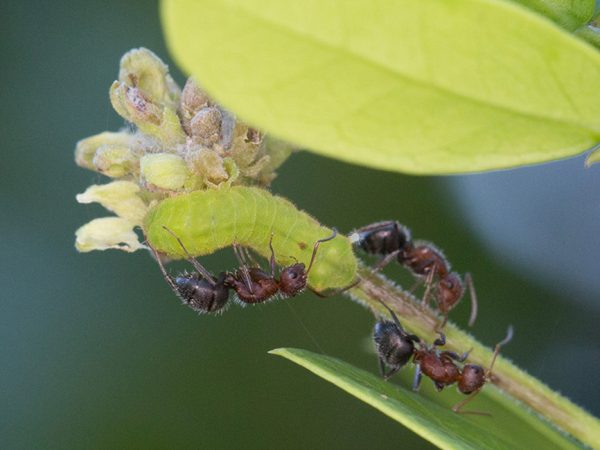 Myrmecophily II by Geena M. Hill: Myrmecophily is a particular type of symbiosis that occurs when ants are involved in symbiotic or mutualistic relationships. A specific myrmecophilous relationship is the interaction between lycaenid butterflies and ants, where ants feed on sugary secretions from butterfly caterpillars and in return may provide a protective or physiological benefit to the butterfly. In this photo, carpenter ants are 