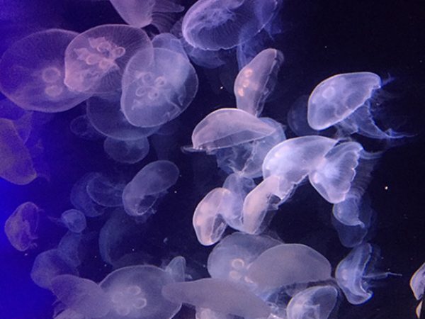 Moon Jellies by Angela Skrivanek: This is a picture of Moon Jellyfish, members of the Cnidarian phylum, taken during a Biology of Fishes class field trip this semester. They can be seen gracefully gliding around their tank at the Florida Aquarium in Tampa. The purpose of our trip was to study the behavior of a species of fish using a variety of sample methods and to collect data, which was then used in a paper. Although I did not study these Moon Jellyfish, it was fascinating to watch them flex their ethereal bodies in perpetual motion.