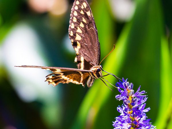 Swallowtail Butterfly by Derya Tansel: Florida is home to ten swallowtail butterfly varieties, more than any other state. They are easy to identify because of their strikingly large size and ability to glide long distances between wing flaps. The Polydamas swallowtail is one of only two United States swallowtails of the genus Battus. It is the only swallowtail without the tail in the United States. Photograph was taken by a Canon EOS 6D camera using EF24-400 mm f/4.5-5.6L IS II USM lens. Location: Miami, FL.