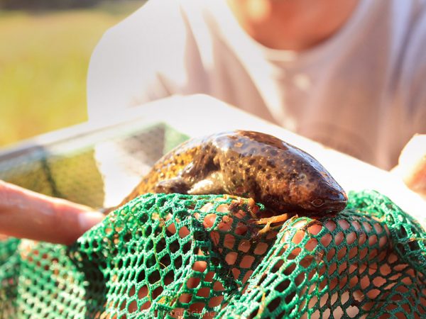 Amphiuma by Allan Gonzalez: One morning, our class put out crayfish traps along the shores of a lake. After a few hours, we checked the trap and this two-toed amphiuma (Amphiuma means) was found. These alien looking creatures are a slimy amphibian closely related to salamanders. Hiding away in the muck of lakes, these nocturnal animals are a treat to see. Here a student is holding one in a net, so it does not slip out of his hands. Ask your science teacher or a wildlife professional about them!
